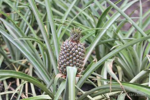 A pineapple growing at the centre of its own spiky rosette of leaves