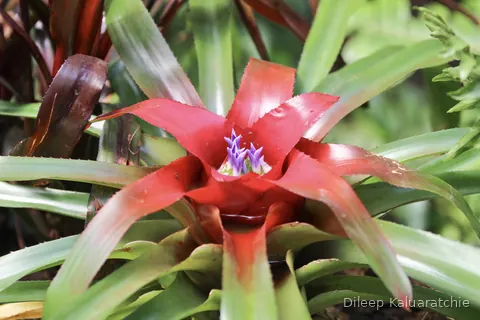 A red bromeliad with small purple flowers rising from the water in its centre