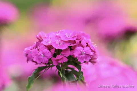 A dense head of magenta sweet william flowers in the outdoor planting