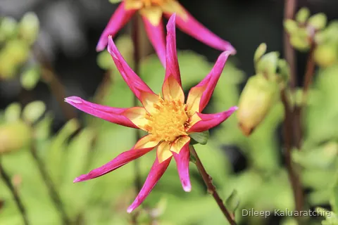 A spiky pink and orange dahlia with a yellow centre
