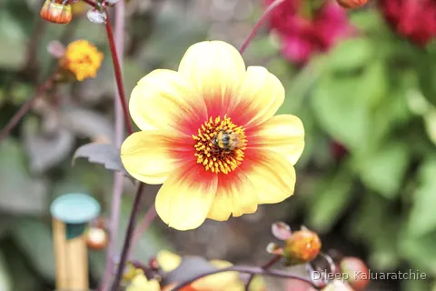 A yellow dahlia with a red heart and a bee working the middle of it