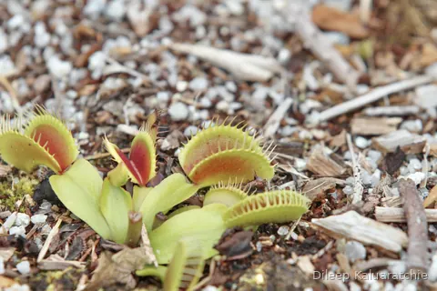 Venus flytraps growing low in gravel, traps open and waiting