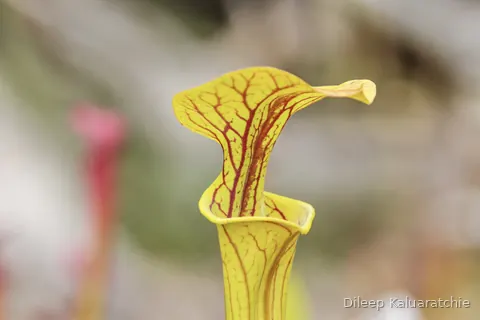 A yellow pitcher plant with red veins running up the throat of it
