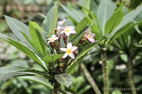 Frangipani flowers open on a plumeria bush, white with yellow centres
