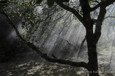 Low sun breaking through the branches of a bare tree, smoke hanging in the air