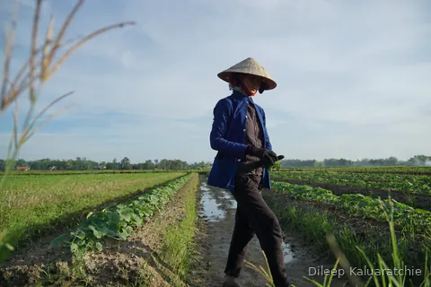 A worker in a conical hat and blue jacket walking the path between flooded vegetable beds