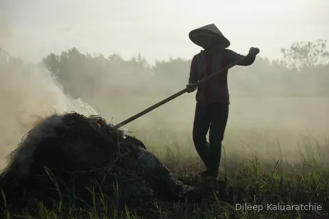 A farmer silhouetted with a hoe on a mound of cut weed, mist across the paddy at dawn