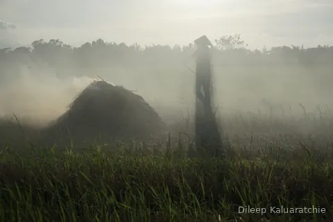 A haystack in a misty green paddy field at first light