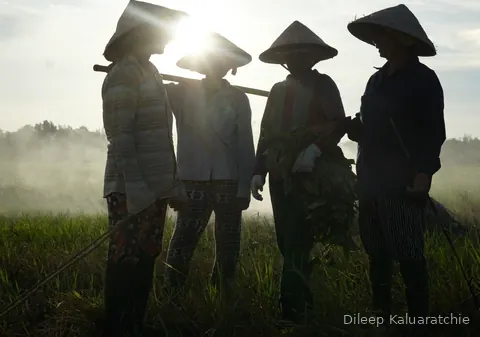 Four workers in conical hats silhouetted against the low sun, tools over their shoulders