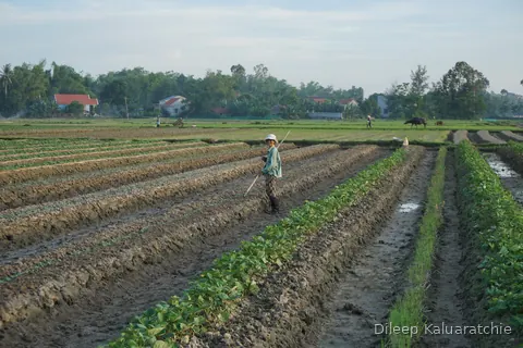 A wide ploughed market garden with one worker far down the rows