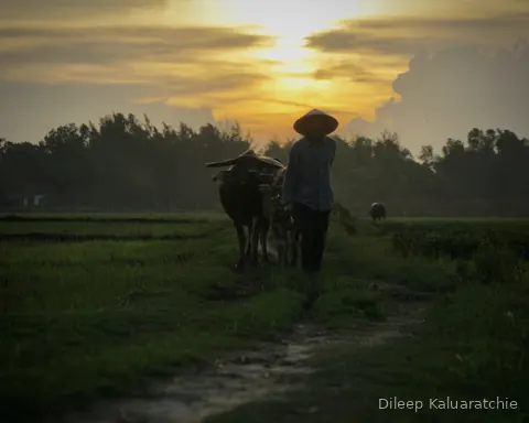 A man walking his water buffalo home along a track at sunset