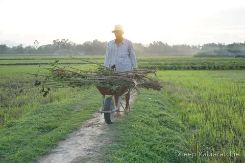 A man pushing a wheelbarrow of cut branches along a path between the paddies