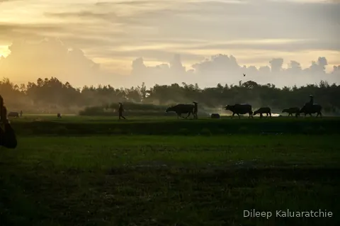 Sunset over the fields with a herd of buffalo and their keepers on the horizon