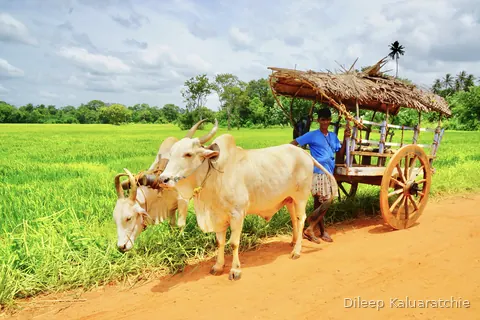 Colourful transport of Sri Lanka