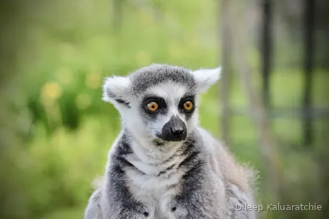 A ring-tailed lemur looking straight down the lens with its orange eyes wide