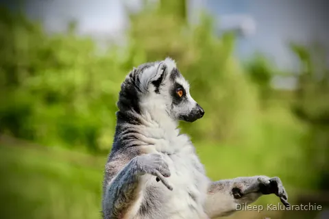 A ring-tailed lemur sitting upright on the grass with its hands folded in front of it