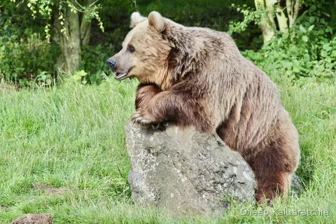 A brown bear sitting up on a mossy boulder, surveying the paddock