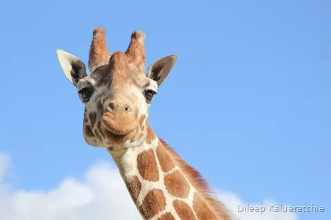 A giraffe's head and neck against a clear blue sky, ears out