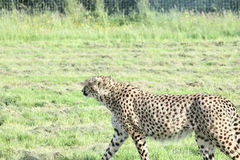 A cheetah walking across the open grass of a hillside paddock