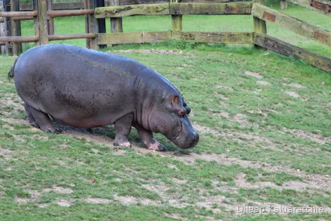 A hippo walking on dry ground beside a wooden fence