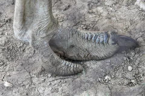 The foot and lowered trunk of an elephant, close up on the dry ground