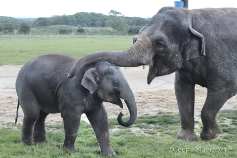 An elephant calf beside an adult, the adult's trunk resting over its head