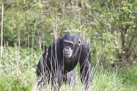 A chimpanzee walking towards the camera through tall dry grass