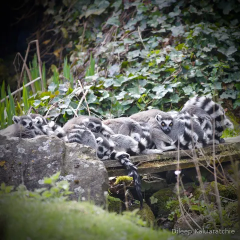 A heap of ring-tailed lemurs asleep in a pile on a rock under trailing ivy