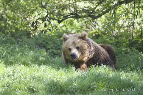 A brown bear lying low in long grass at the edge of the trees
