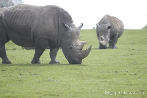 Two white rhinos grazing on open grass, one close and one on the skyline