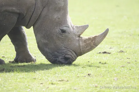 A white rhino grazing close up, its front horn worn smooth