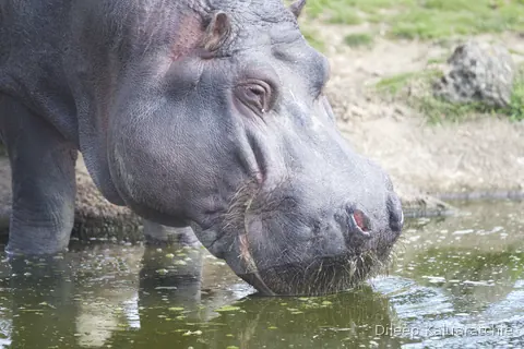 A hippo lowering its head to drink at the edge of a pool
