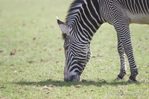 A zebra grazing head down on short green grass