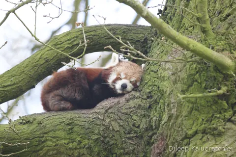 A red panda curled up asleep in the fork of a mossy tree