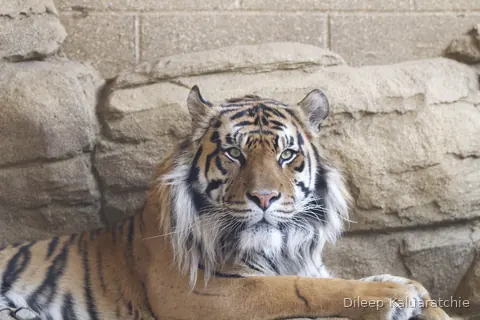 A tiger lying in front of a stone wall, looking straight at the camera