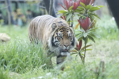 A tiger walking through the grass towards the camera