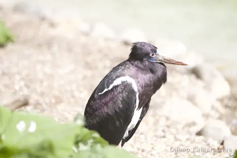 A dark stork with a long orange bill standing on gravel