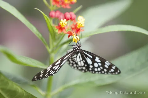 A black and white spotted butterfly feeding at red and yellow flowers