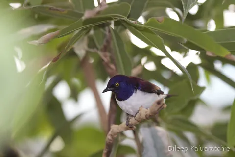 A small bird with a deep purple head and a white breast, perched in the leaves