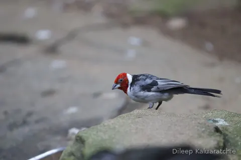 A grey bird with a red face and a black mask, standing on a rock