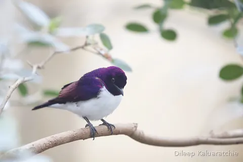 A violet backed starling on a bare branch, its head almost metallic in the light