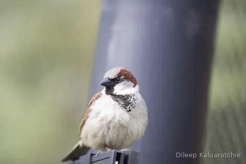 A house sparrow perched on a metal fitting, feathers fluffed right out