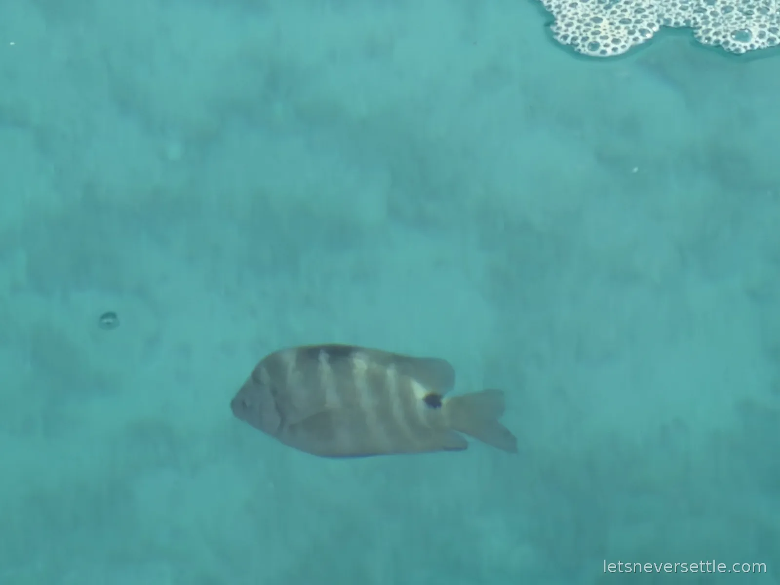 A single striped reef fish hovering over pale sand in shallow turquoise water, seen from directly above