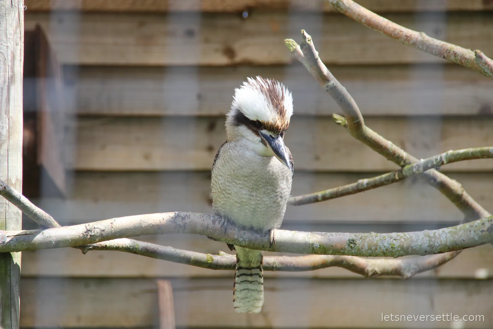 A kookaburra perched on a bare branch inside an aviary