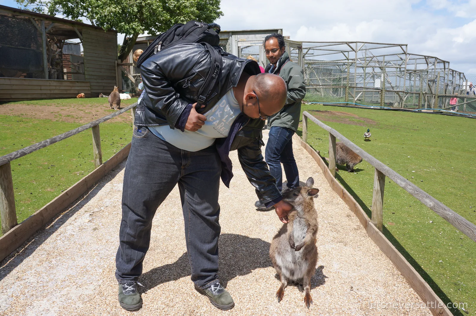 Visitors bending down to stroke a wallaby on a gravel path between wooden rails at a small wildlife park
