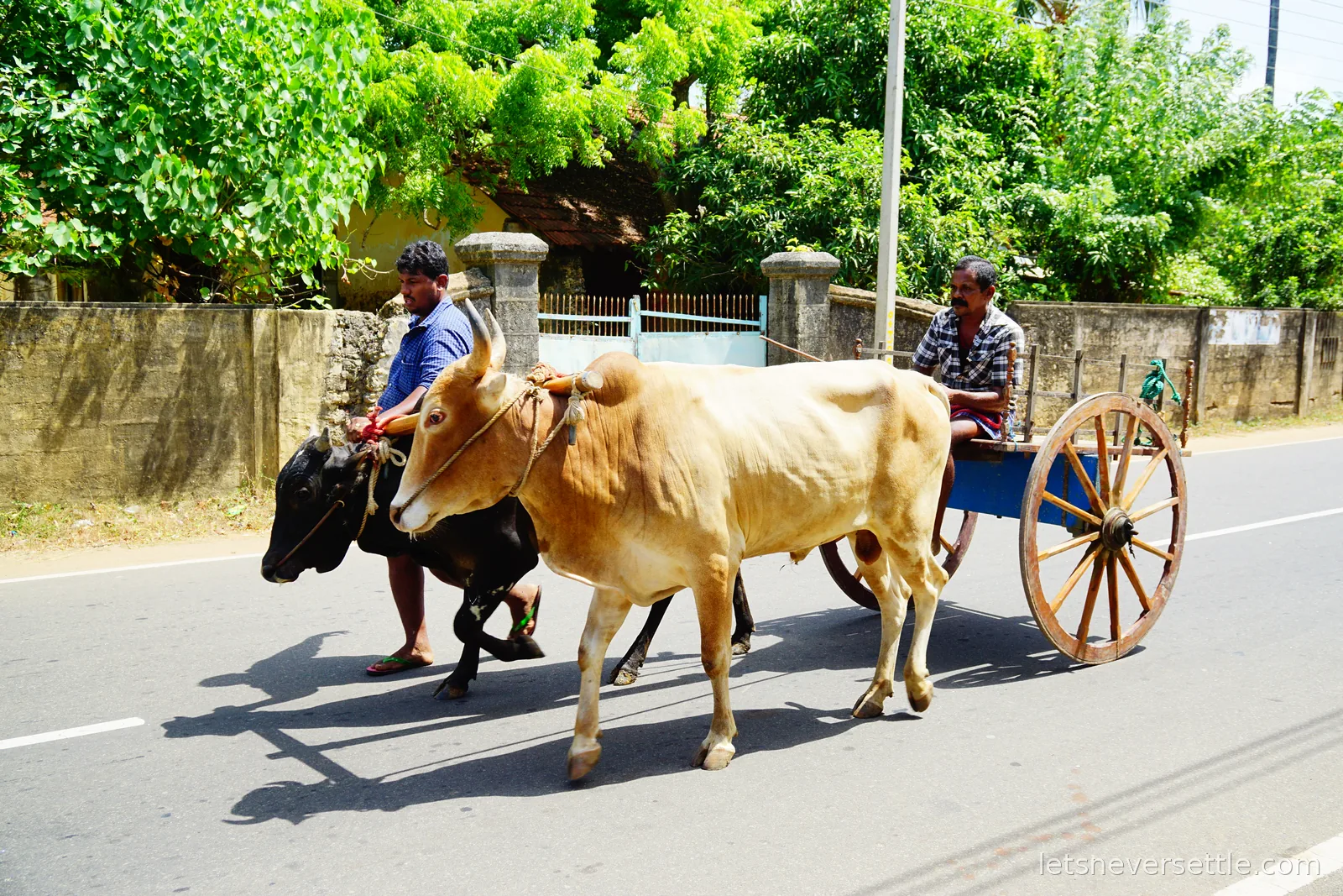Two oxen pulling a wooden cart with large spoked wheels along a road, one man walking beside them and another driving