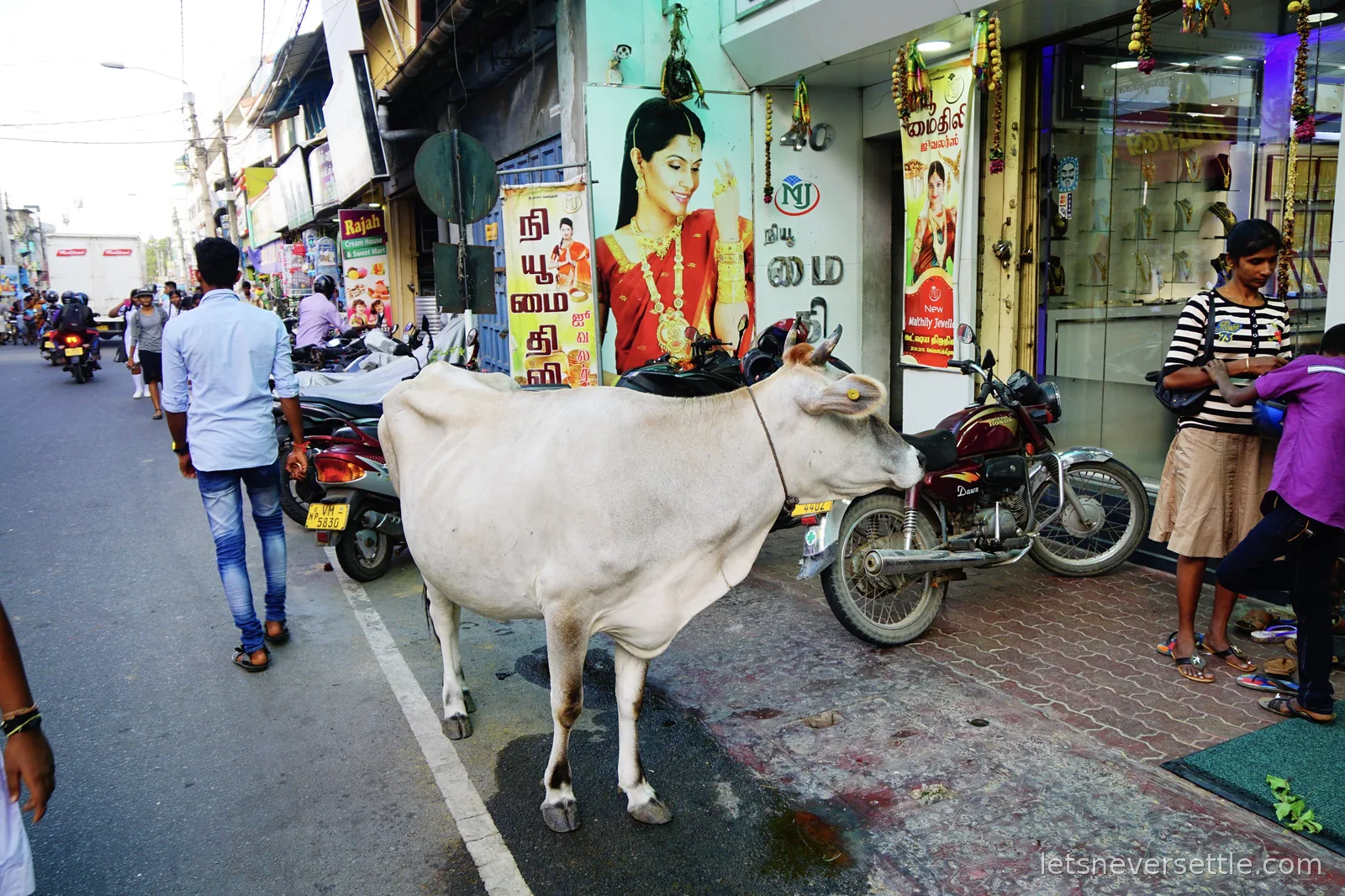A white cow standing on the pavement outside a jewellery shop in a Jaffna street, next to parked motorbikes and Tamil shop signs