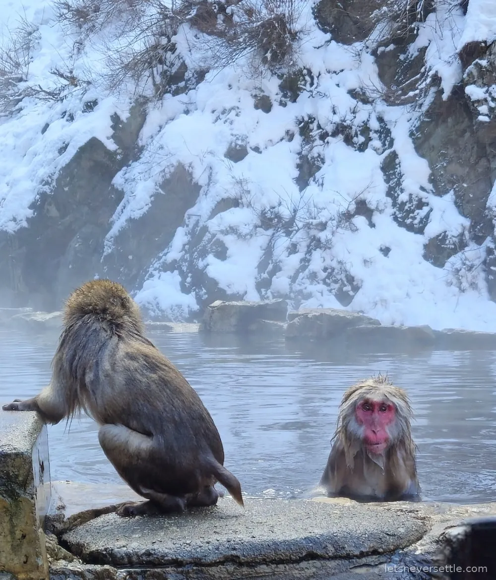 A Japanese macaque perched on a rock at the edge of the steaming onsen while another sits chest deep in the water
