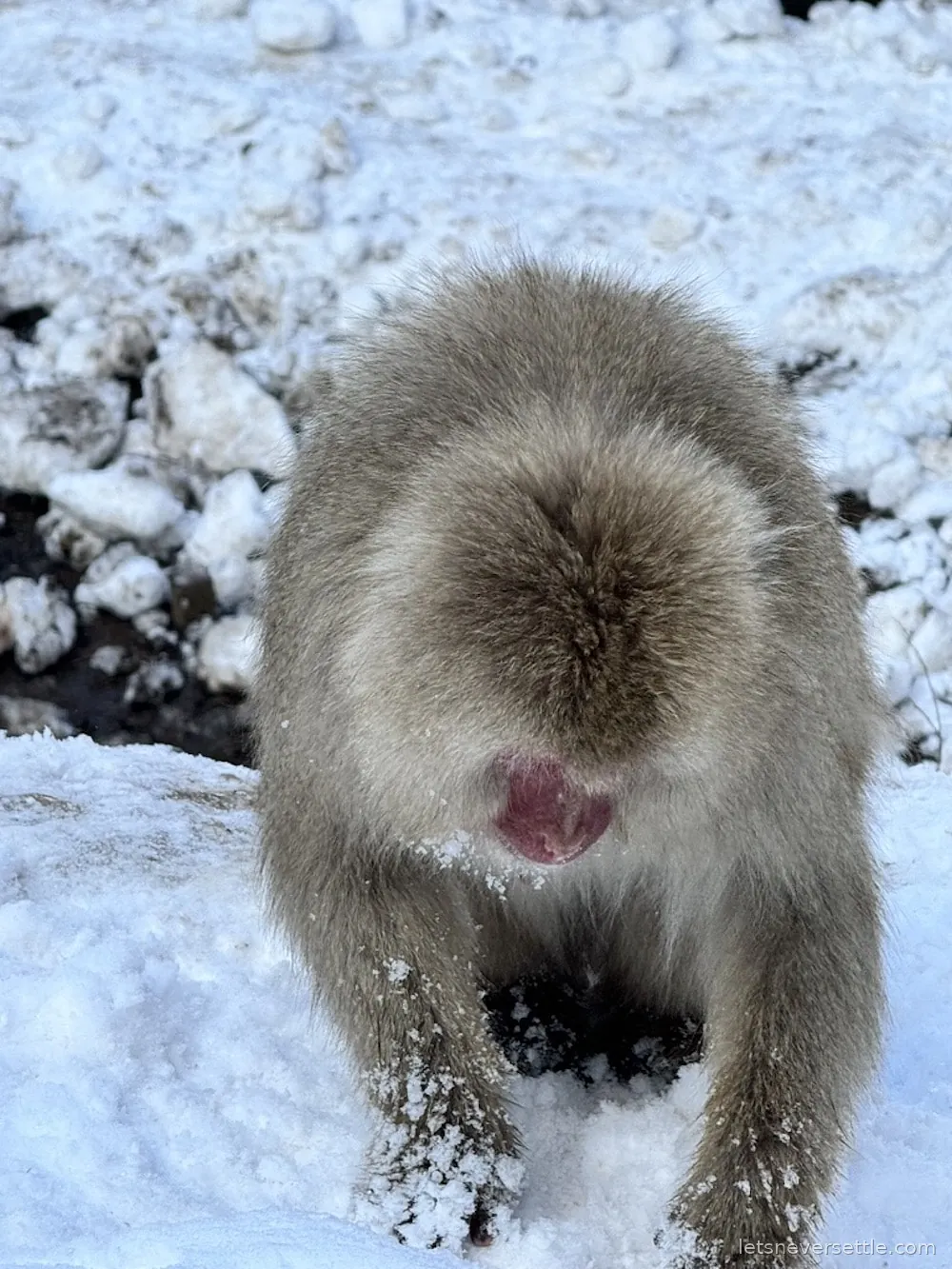 A thick-furred Japanese macaque digging into deep snow with both hands, looking for food