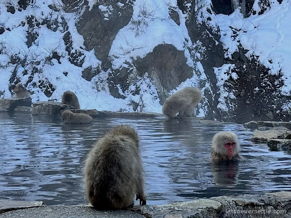 Several Japanese macaques sitting in and around a steaming hot spring pool surrounded by snow-covered rock